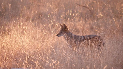 Jackal standing on field in morning light