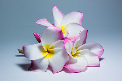 Close-up of pink flower against white background