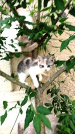 High angle view of a cat