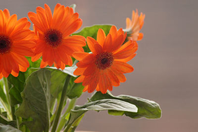 Close-up of orange flowering plant