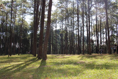 Pine trees in forest