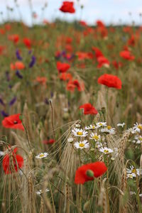 Poppies growing on field