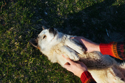 Top view smiling dog laying on grass. owner playing with his pet.