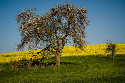 Tree on field against clear sky