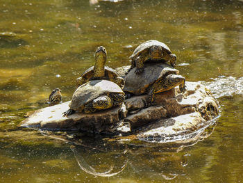 View of turtle in lake