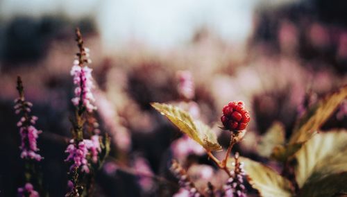 Close-up of pink flowering plant