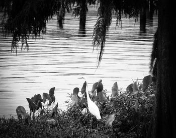 View of swans on calm lake