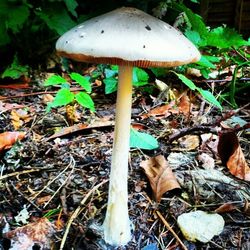 Close-up of mushroom growing on field