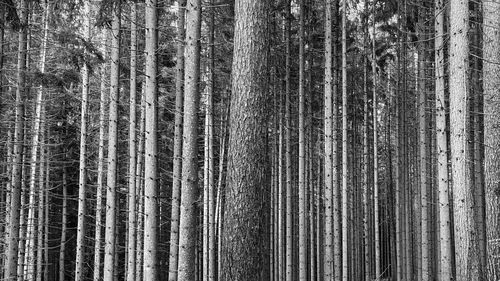 Full frame shot of bamboo trees in forest