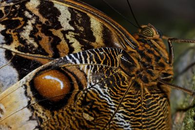 Close-up of butterfly on leaf