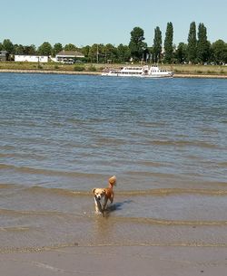 Dog in a lake