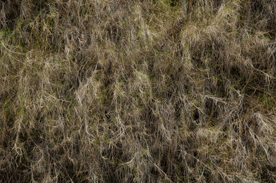 Full frame shot of grass on field