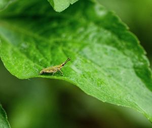 Close-up of insect on leaf