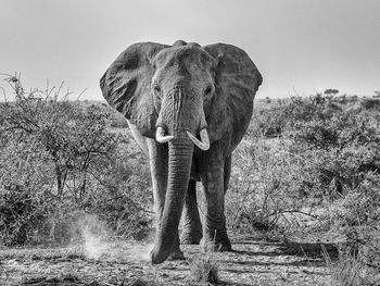 Elephant standing on field against sky