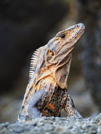 Close-up of lizard on rock