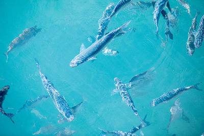 High angle view of fishes swimming in sea