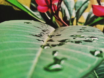 Close-up of leaves