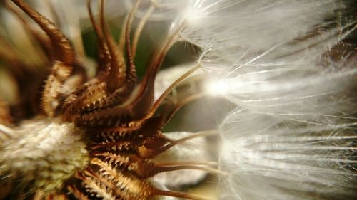 Close-up of plant against blurred background