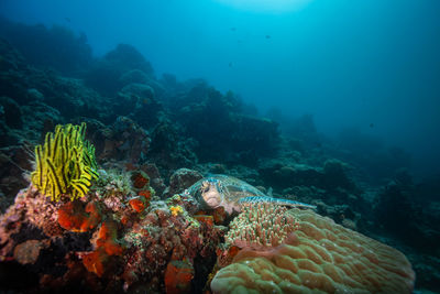 Turtle resting on the reef