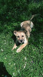 Portrait of dog relaxing on grassy field