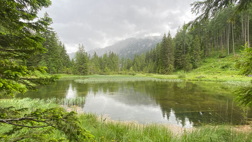 Scenic view of lake in forest