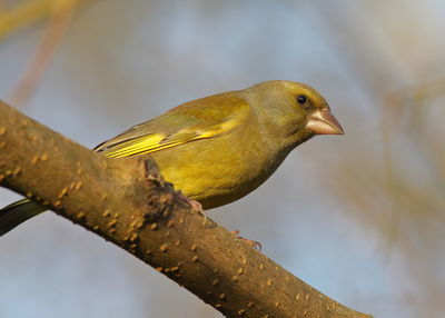 Low angle view of bird perching on branch