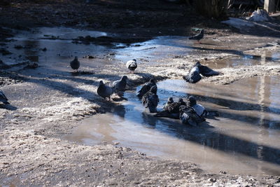 High angle view of birds in water