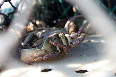 Close-up of crab in fishing basket