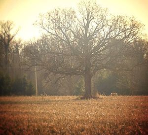 Bare trees on grassy field