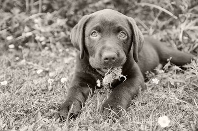 Close-up portrait of puppy on grassy field