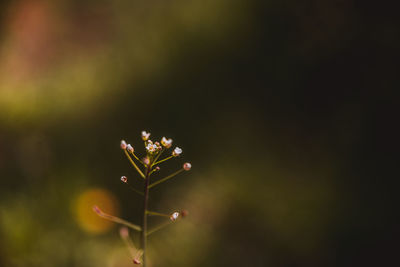 Close-up of flowering plant