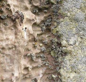 Full frame shot of moss on rock