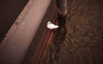 High angle view of bird on beach