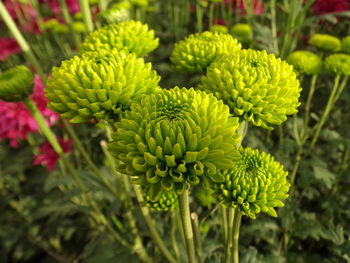 Close-up of flowering plant