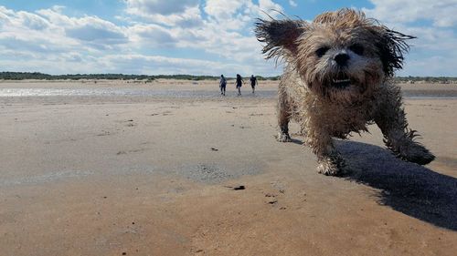 Portrait of dog on beach against sky