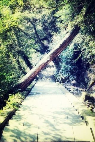 tree, connection, water, bridge - man made structure, growth, railing, transportation, nature, tranquility, high angle view, footbridge, river, the way forward, day, forest, built structure, outdoors, reflection, no people, branch