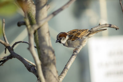 Close-up of bird perching on branch