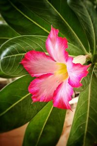 Close-up of pink flower