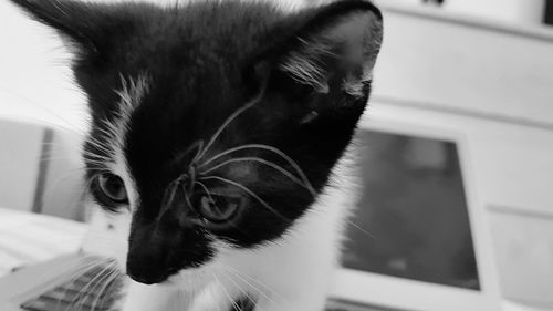 Close-up portrait of dog