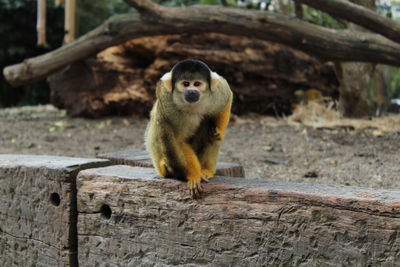 Monkey sitting on wood