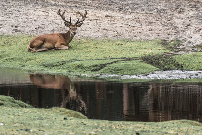 View of deer in lake