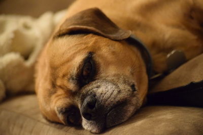 Close-up of dog sleeping