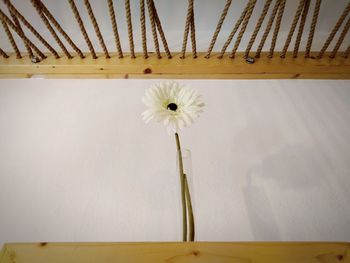 Close-up of white flower vase against wall