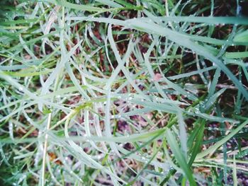 Full frame shot of plants growing on field