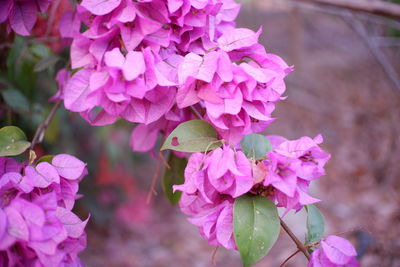 Close-up of purple flowering plant