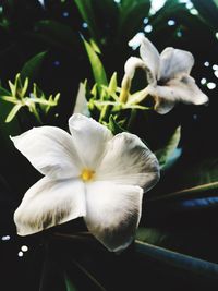 Close-up of white flower blooming outdoors