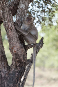 Monkey sitting on tree trunk