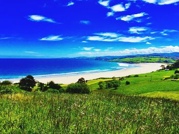 Scenic view of field against sky
