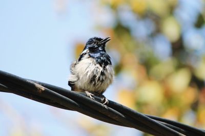 Low angle view of bird perching on tree