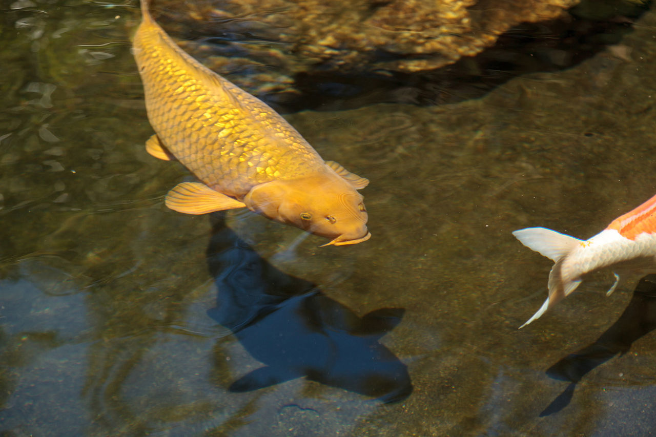 CLOSE-UP OF FISH SWIMMING UNDERWATER